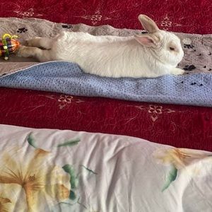 Meet your Posher, Silva